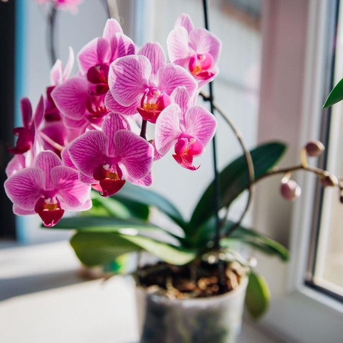 The 10 luckiest house plants, according to Feng Shui
