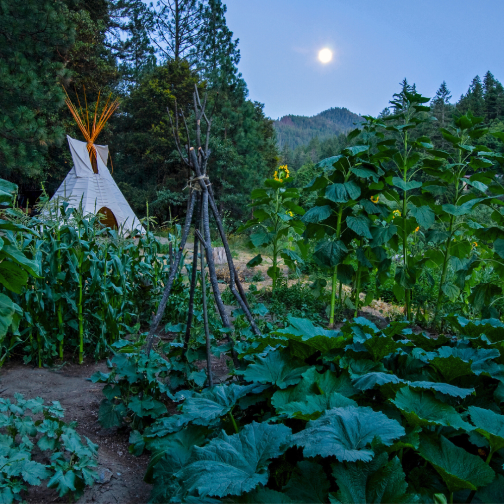 How gardening by the moon can help your garden flourish