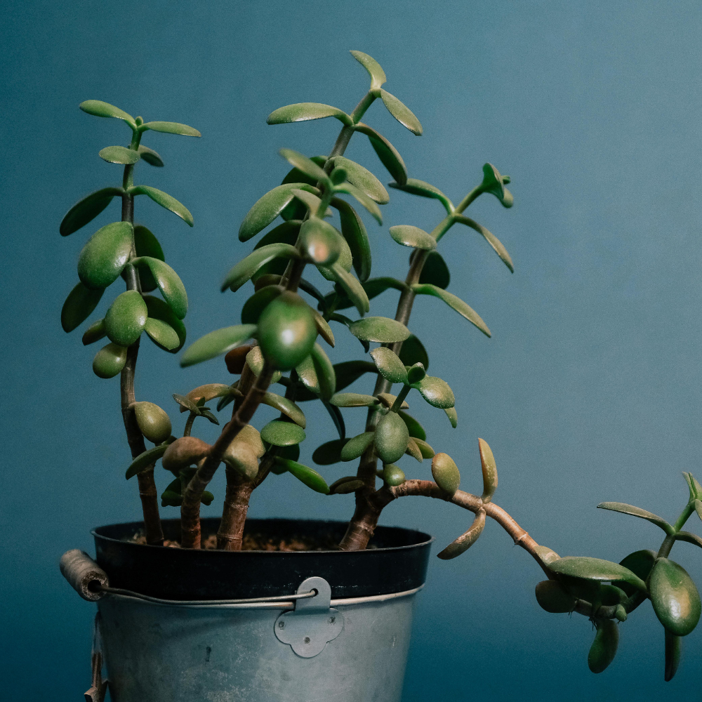 The Luckiest Houseplants According to Feng Shui