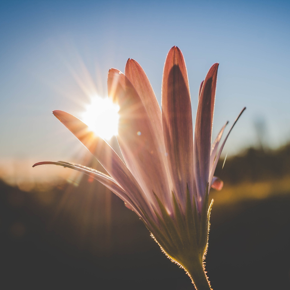 Find Your Glimmer: Little Moments, Big Calm