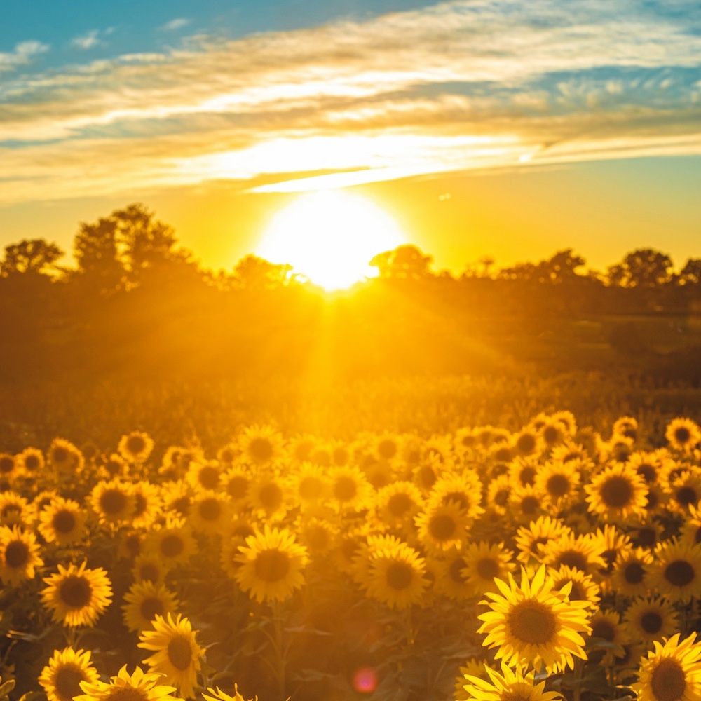 Sun-drenched stillness: Let the solstice slow you down