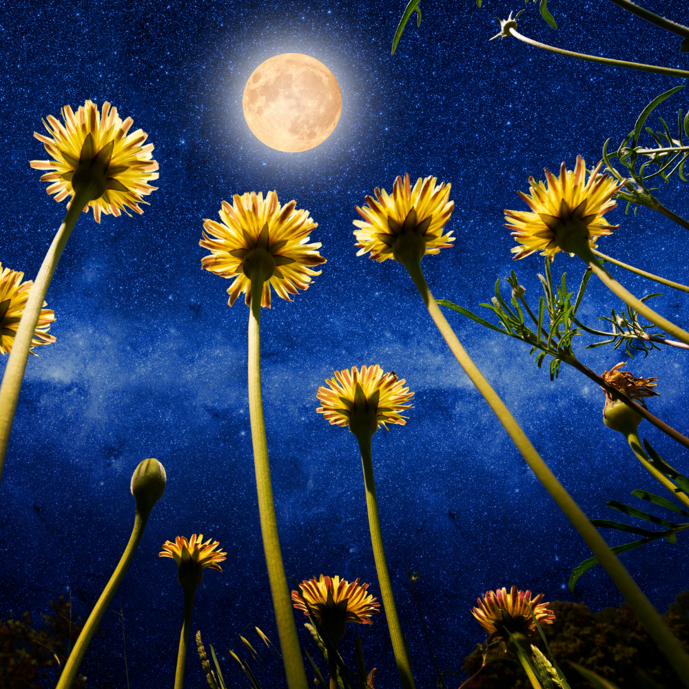 What the Strawberry Full Moon in Capricorn means for you