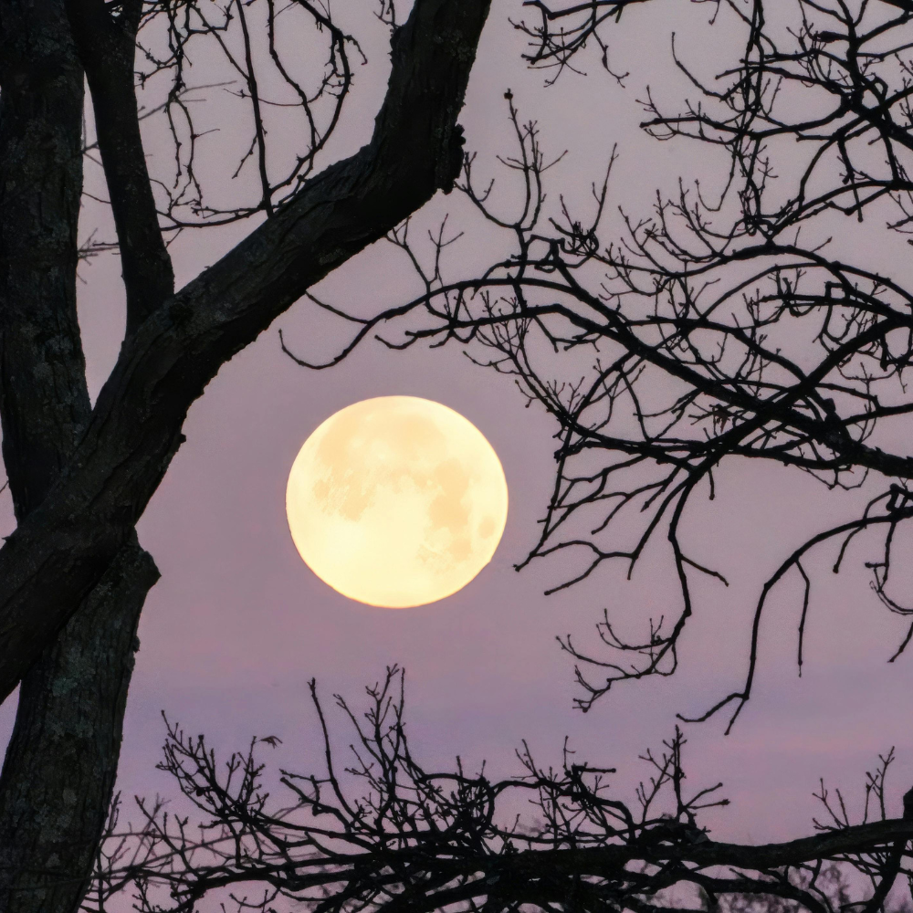 What the Full Moon in Leo means for you