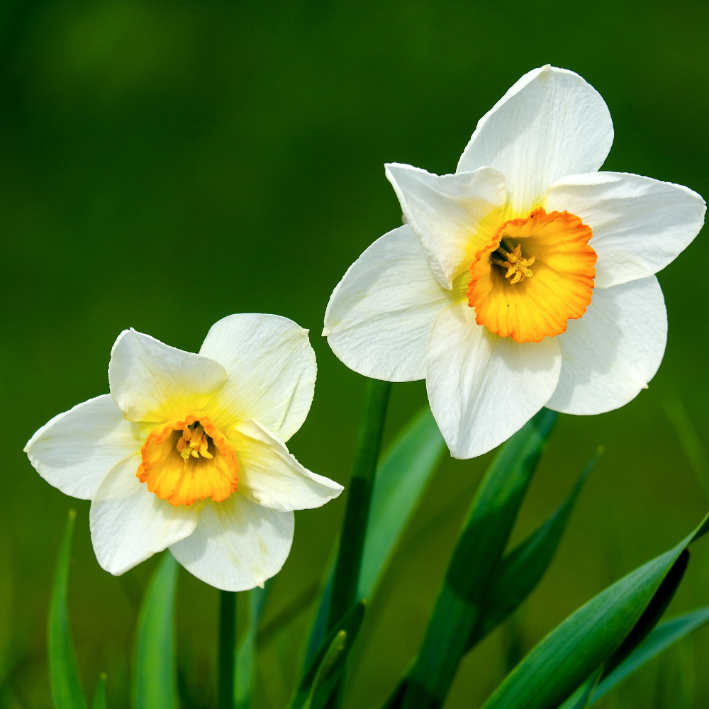 7 Beautifully Simple Ways to Welcome the Spring Equinox