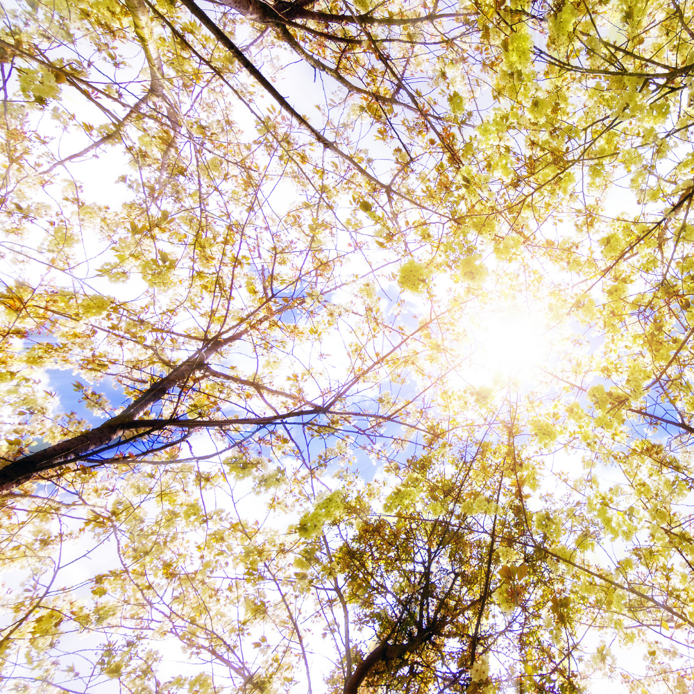 Beltane: Expansion, Connection and Desire