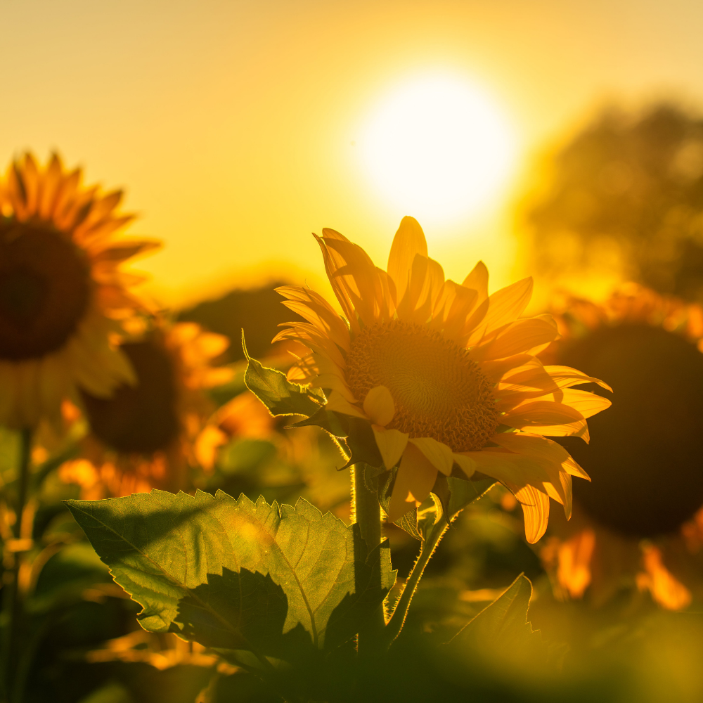 The Day the Light Turns: What Litha Really Means