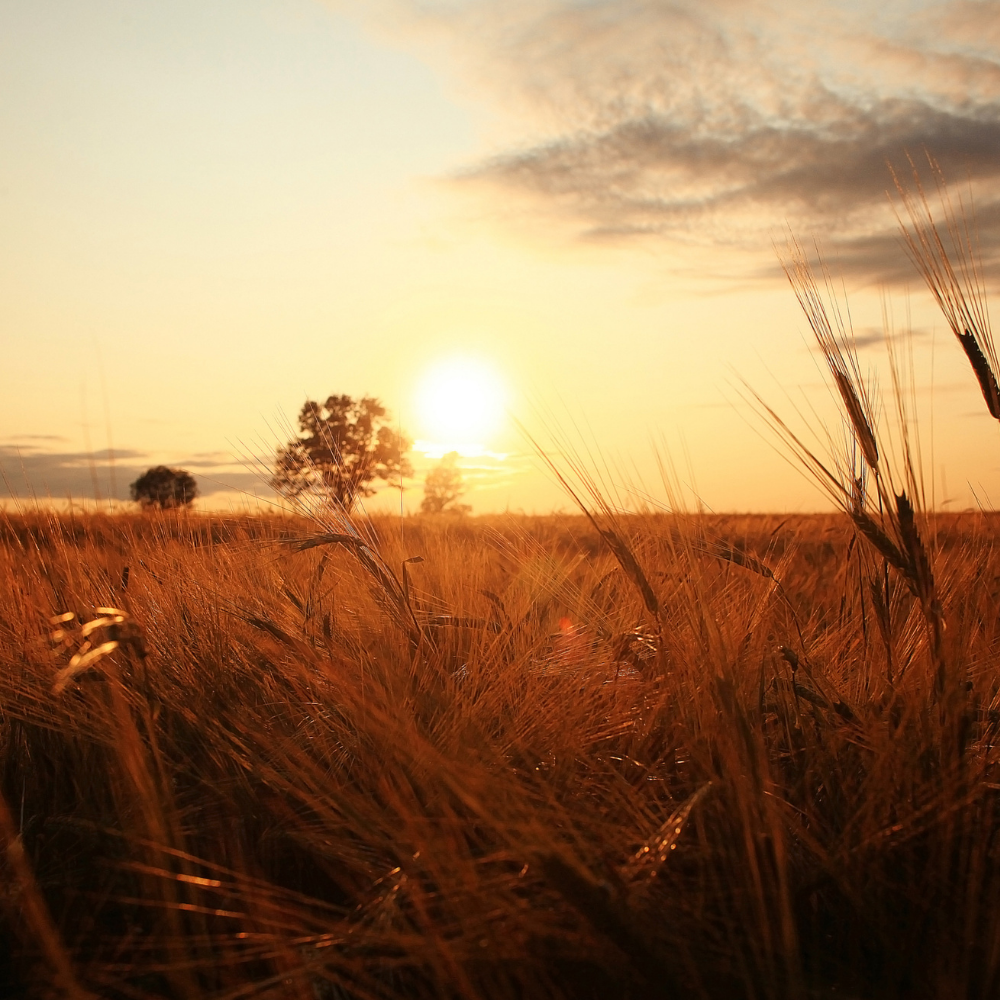 Lughnasadh: Why You Feel Productive and Exhausted at the Same Time